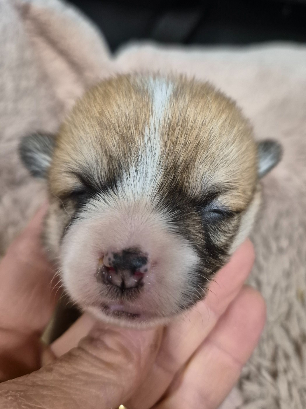Chiot Welsh Corgi Pembroke de Paline