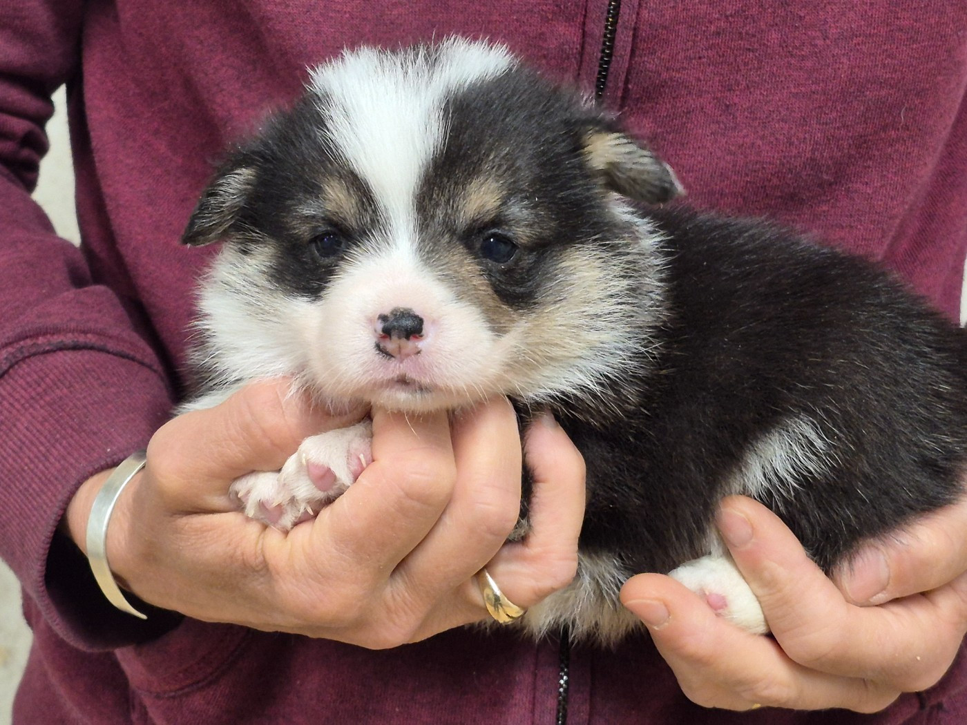 de Paline - Chiots disponibles - Welsh Corgi Pembroke
