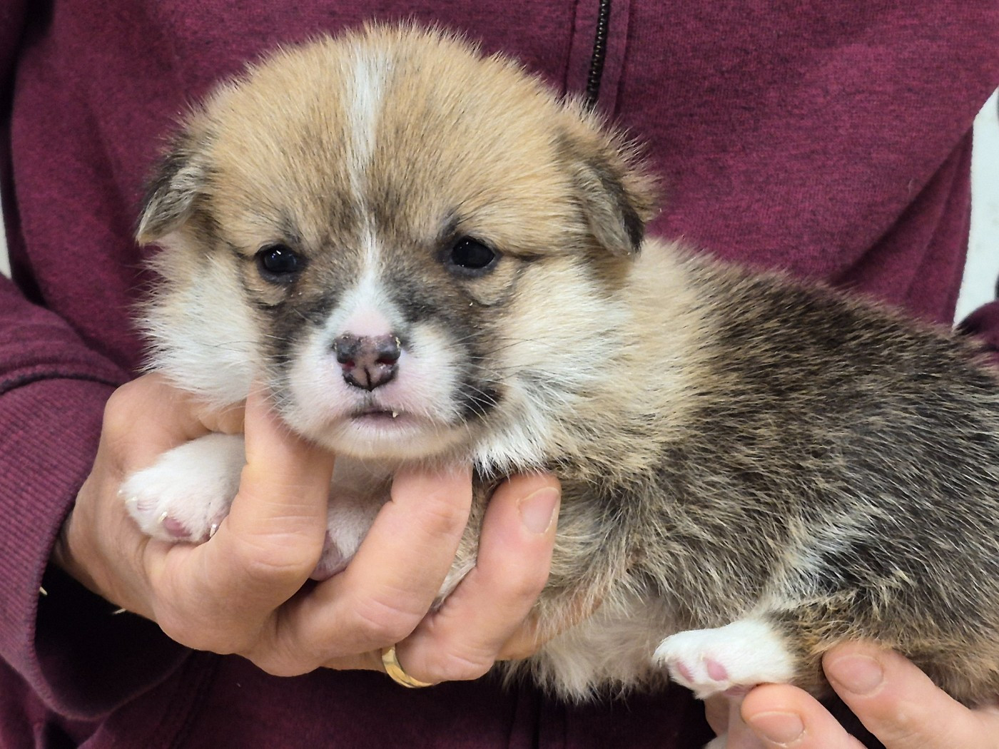 de Paline - Chiots disponibles - Welsh Corgi Pembroke