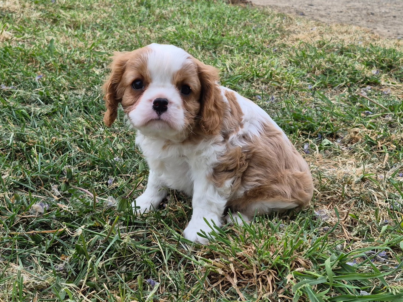 de Paline - Chiots disponibles - Cavalier King Charles Spaniel