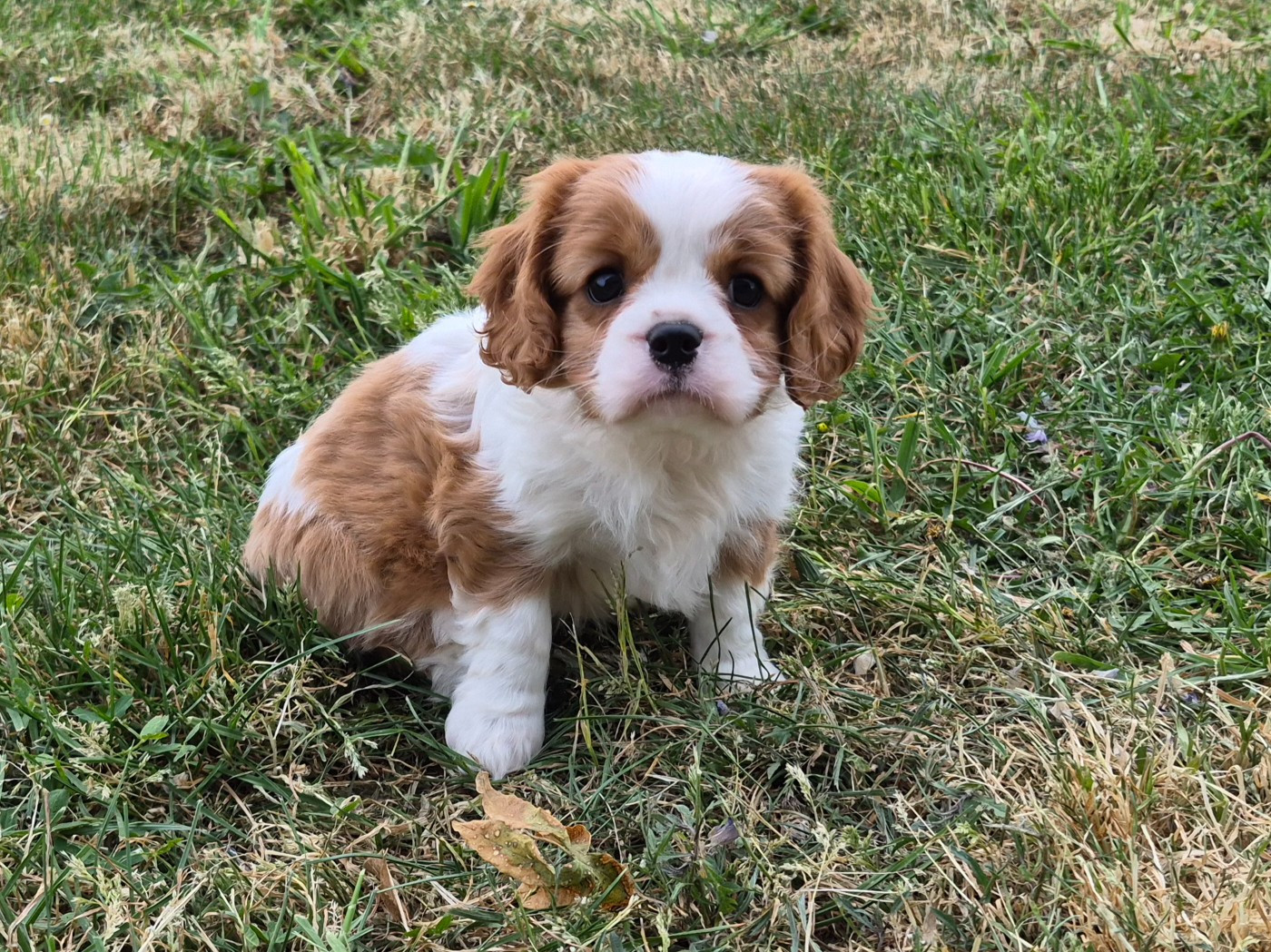 Chiot Cavalier King Charles Spaniel de Paline
