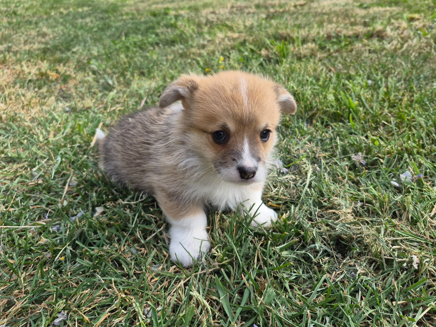 de Paline - Chiots disponibles - Welsh Corgi Pembroke