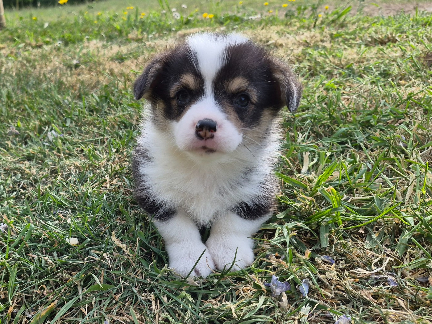 de Paline - Welsh Corgi Pembroke - Portée née le 19/03/2026