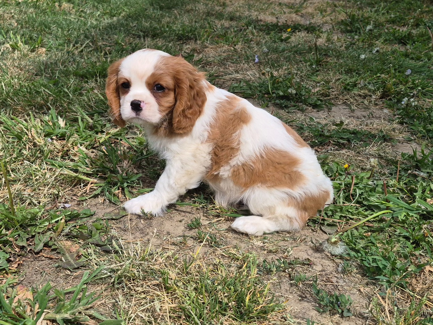 de Paline - Chiots disponibles - Cavalier King Charles Spaniel