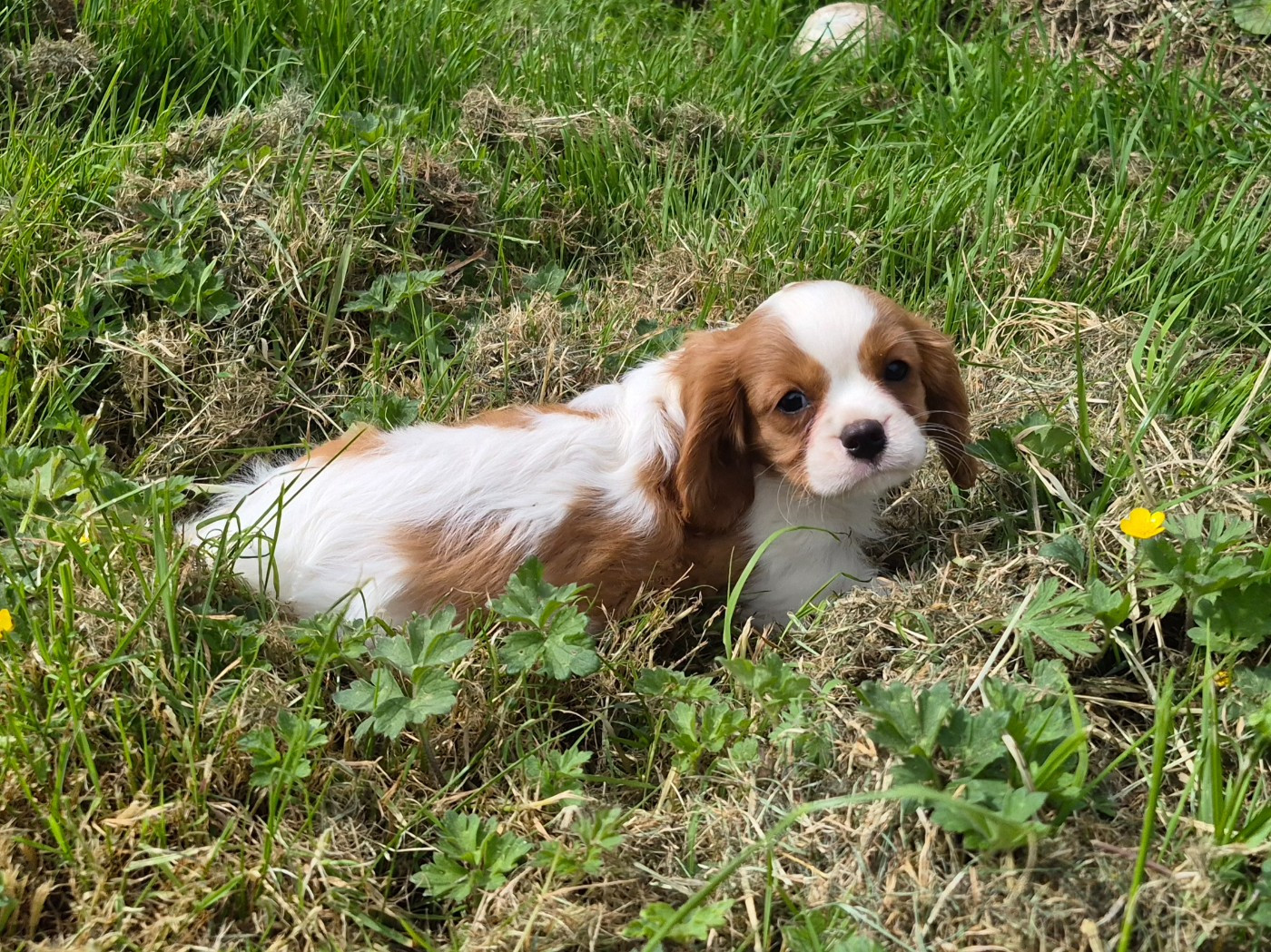 de Paline - Chiots disponibles - Cavalier King Charles Spaniel