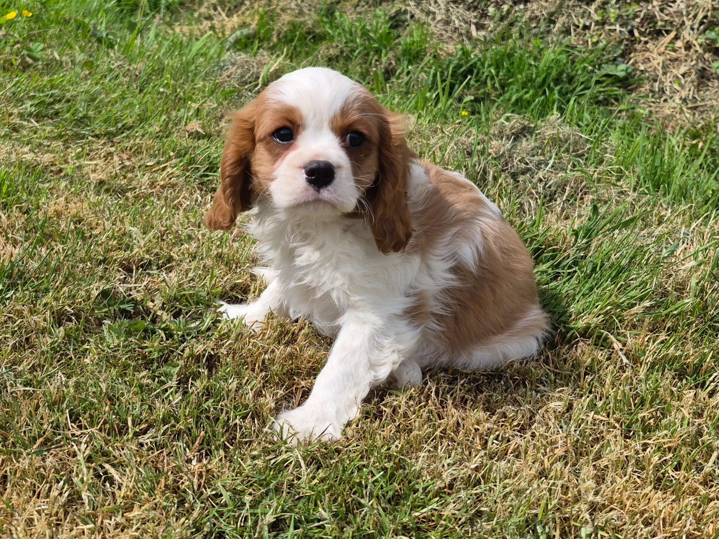 de Paline - Chiots disponibles - Cavalier King Charles Spaniel