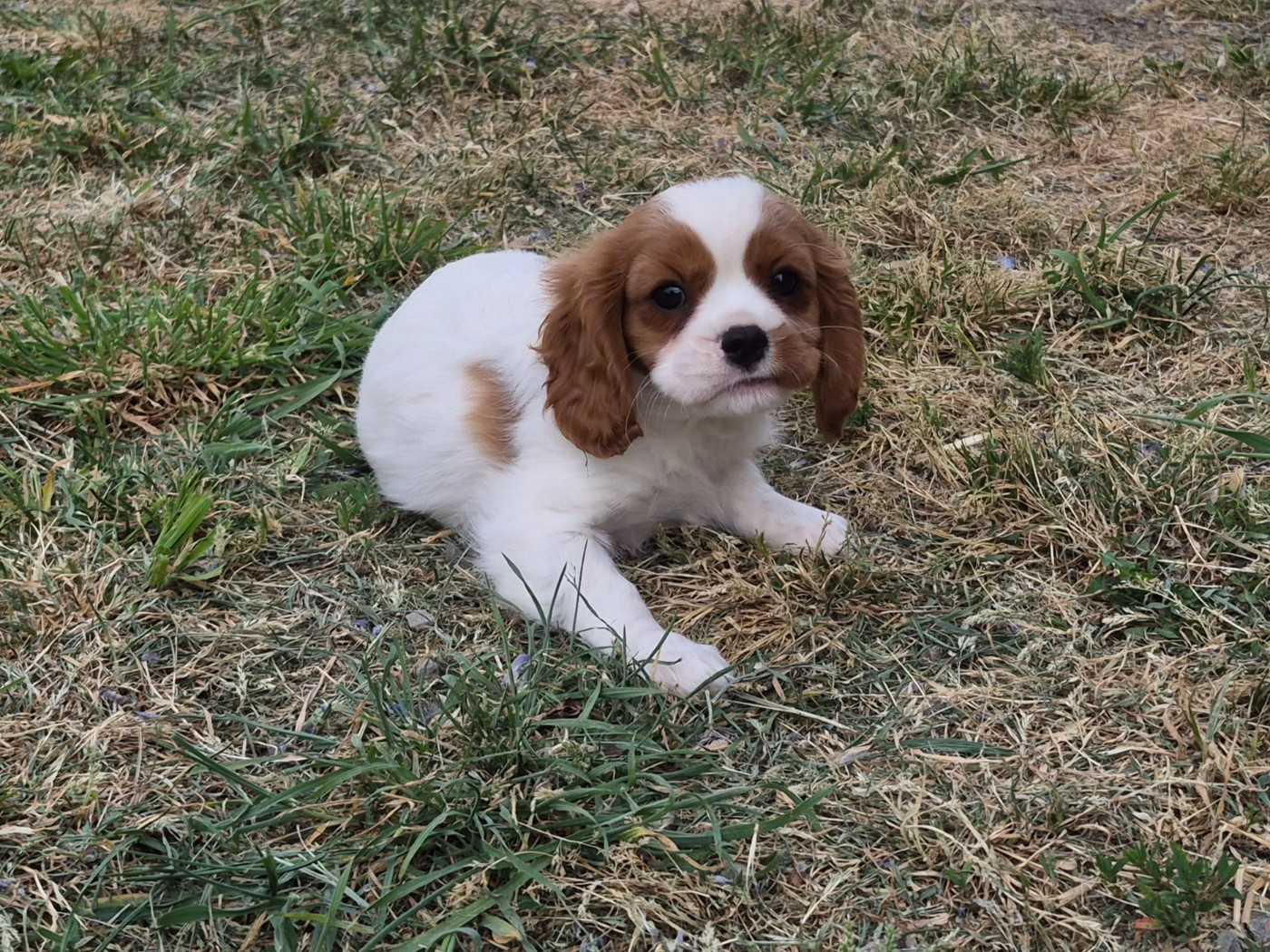 de Paline - Chiots disponibles - Cavalier King Charles Spaniel