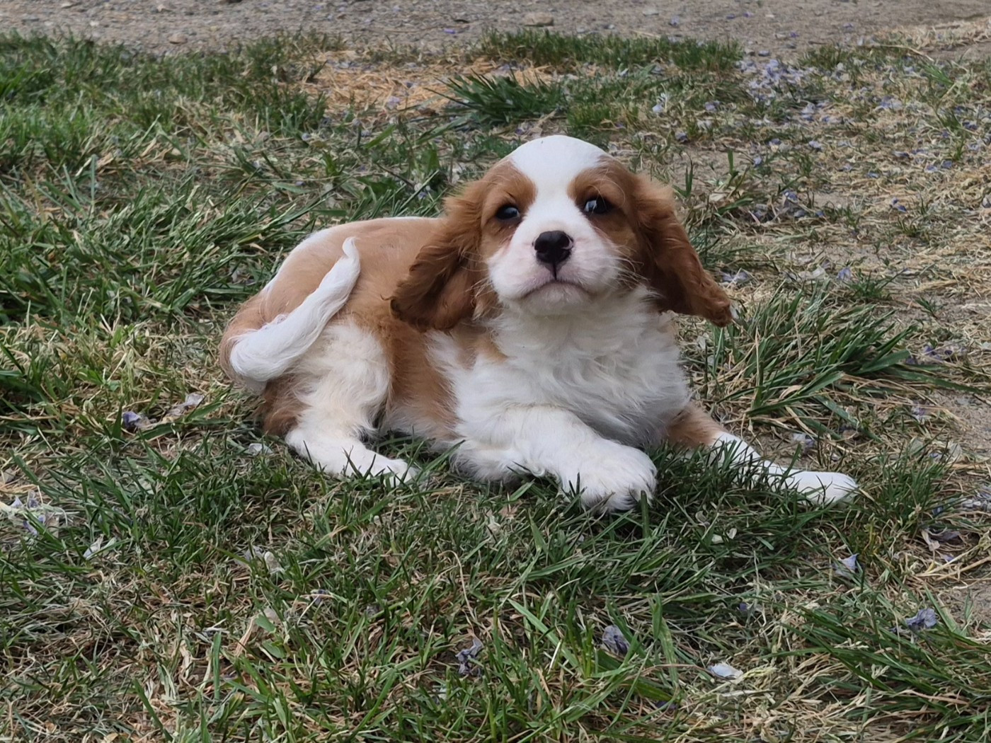 Chiot Cavalier King Charles Spaniel de Paline