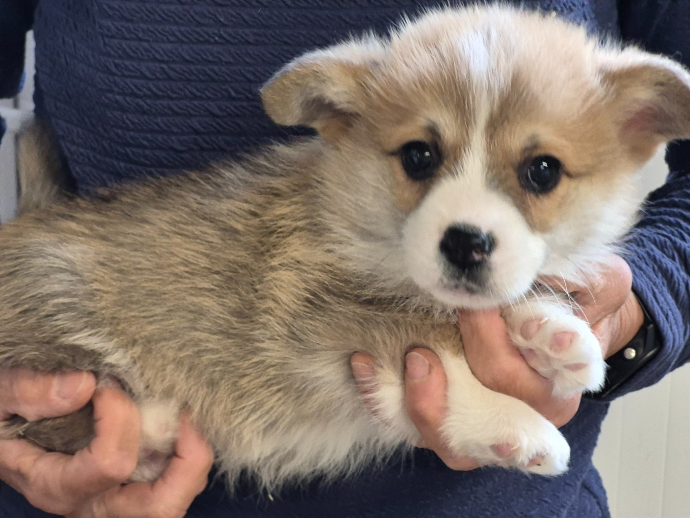 de Paline - Chiots disponibles - Welsh Corgi Pembroke