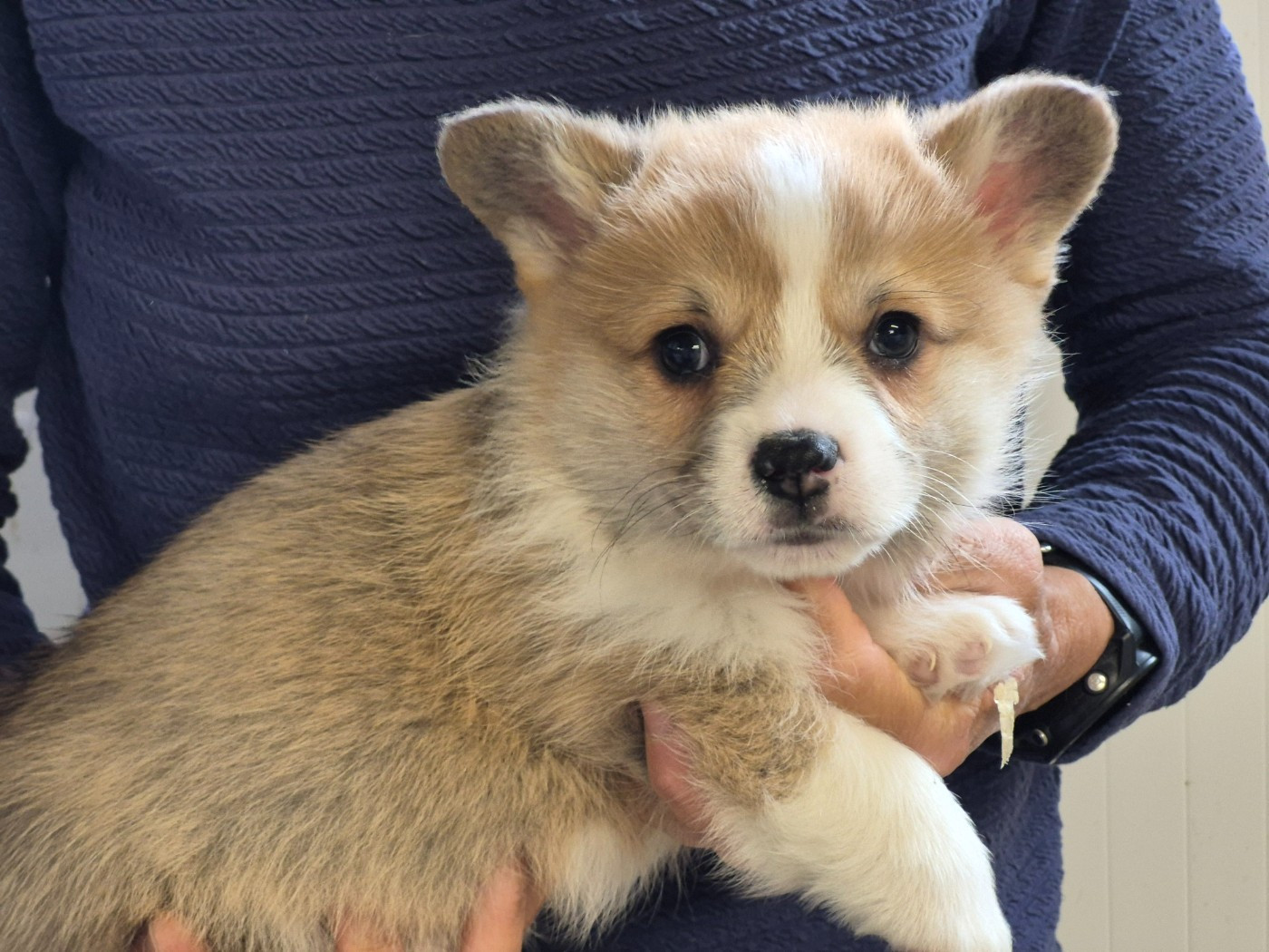 de Paline - Chiots disponibles - Welsh Corgi Pembroke