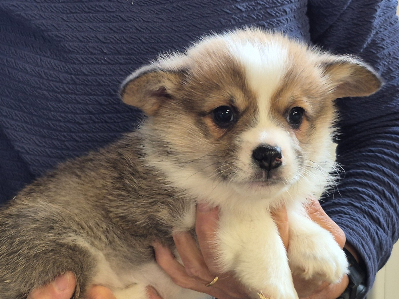 de Paline - Chiots disponibles - Welsh Corgi Pembroke