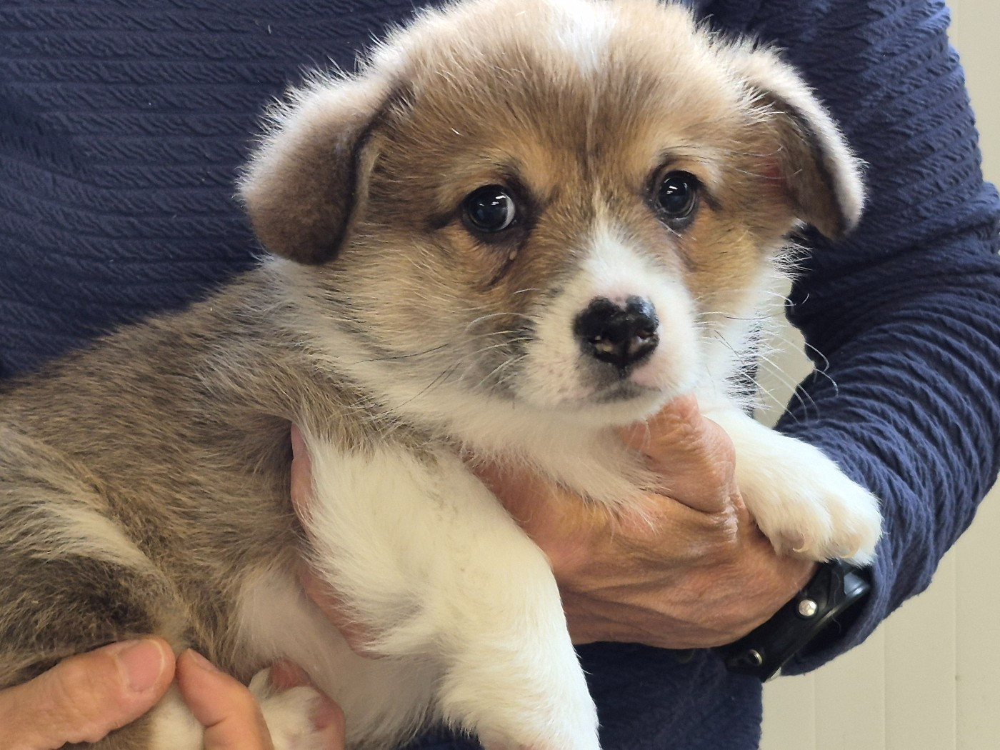 de Paline - Chiots disponibles - Welsh Corgi Pembroke