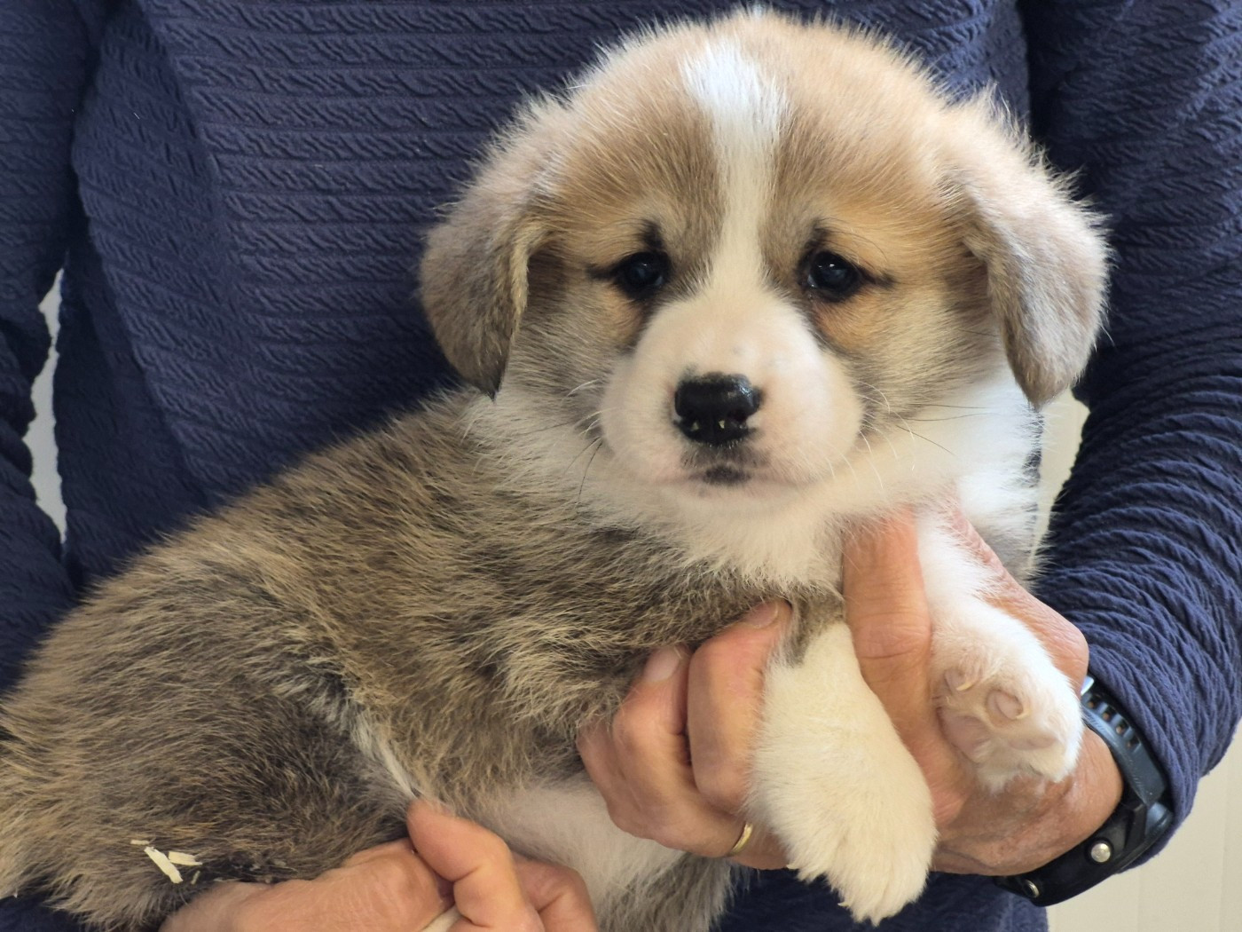 de Paline - Chiots disponibles - Welsh Corgi Pembroke