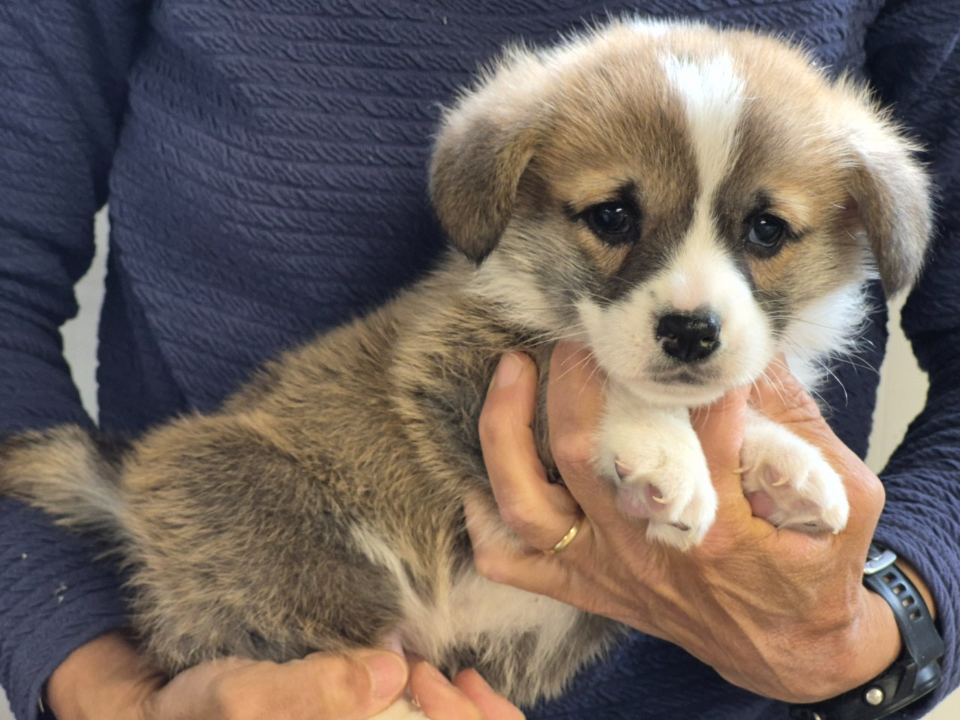 de Paline - Chiots disponibles - Welsh Corgi Pembroke