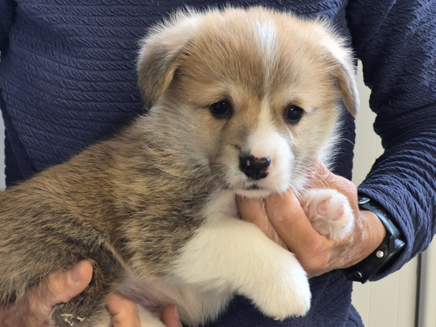 de Paline - Chiots disponibles - Welsh Corgi Pembroke