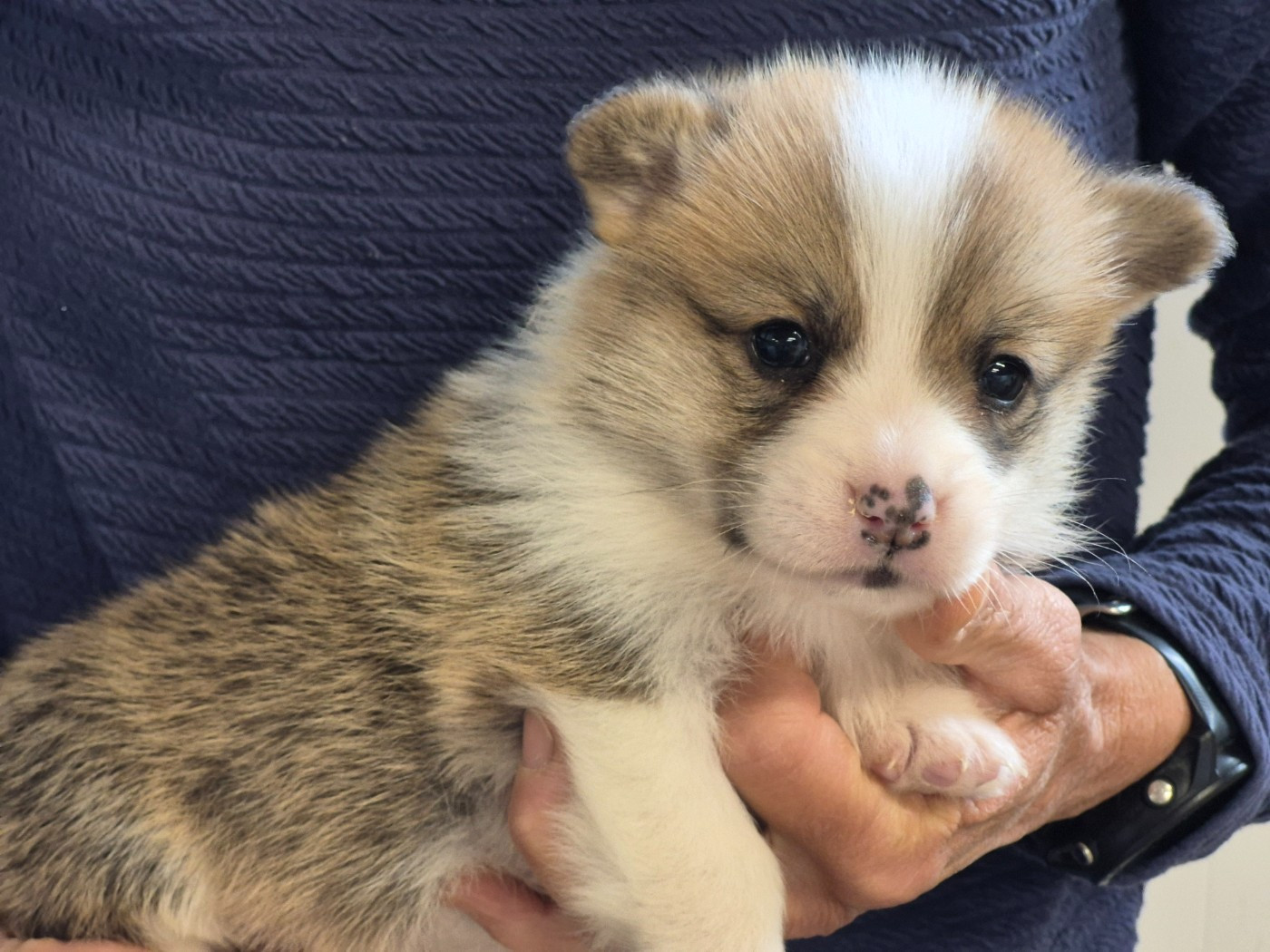 de Paline - Chiots disponibles - Welsh Corgi Pembroke