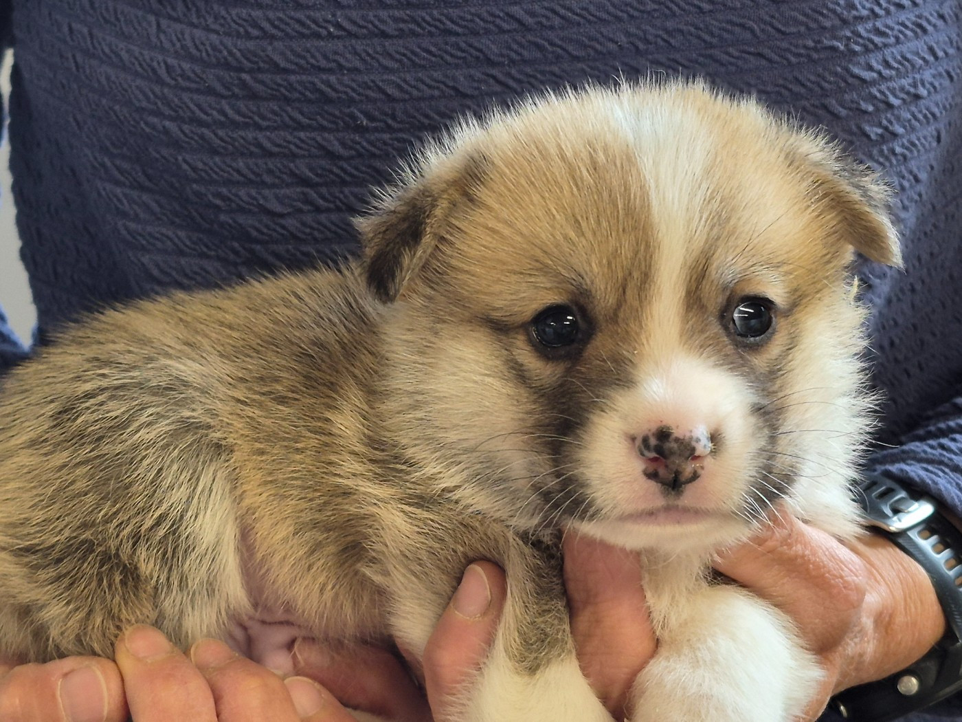 de Paline - Chiots disponibles - Welsh Corgi Pembroke