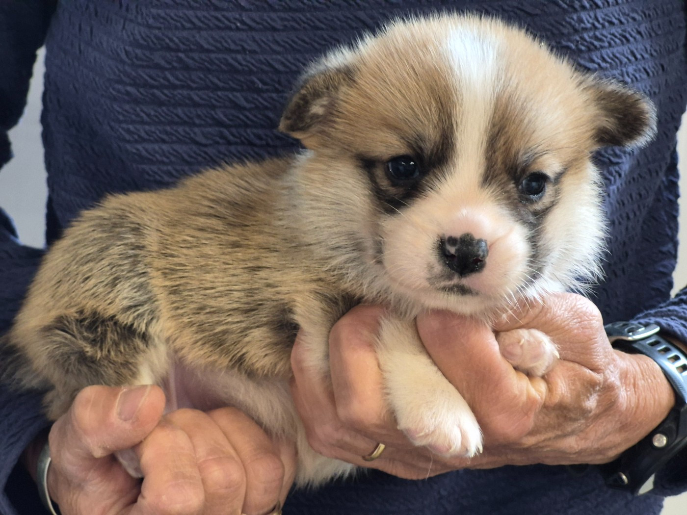 de Paline - Chiots disponibles - Welsh Corgi Pembroke