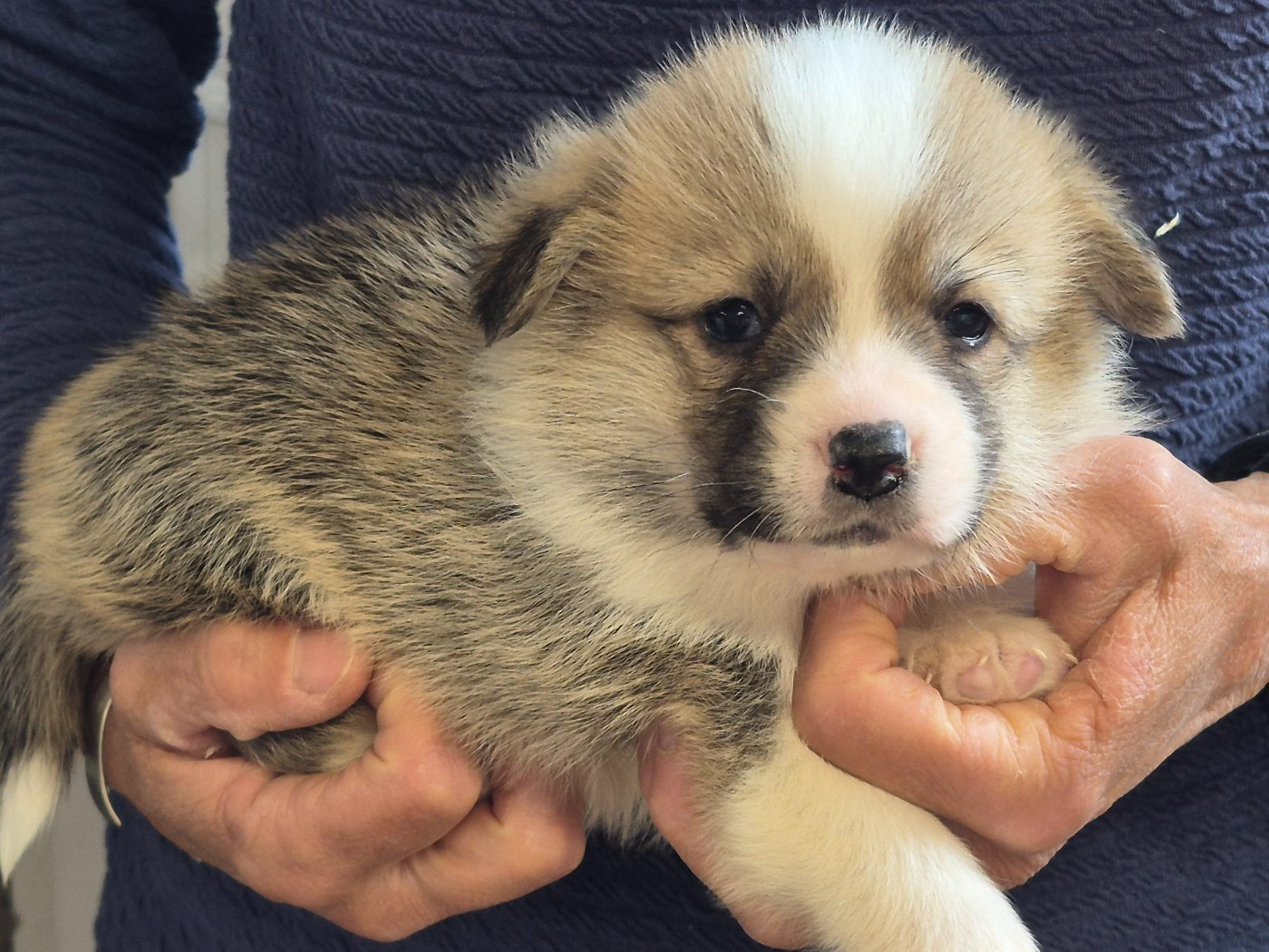 de Paline - Chiots disponibles - Welsh Corgi Pembroke