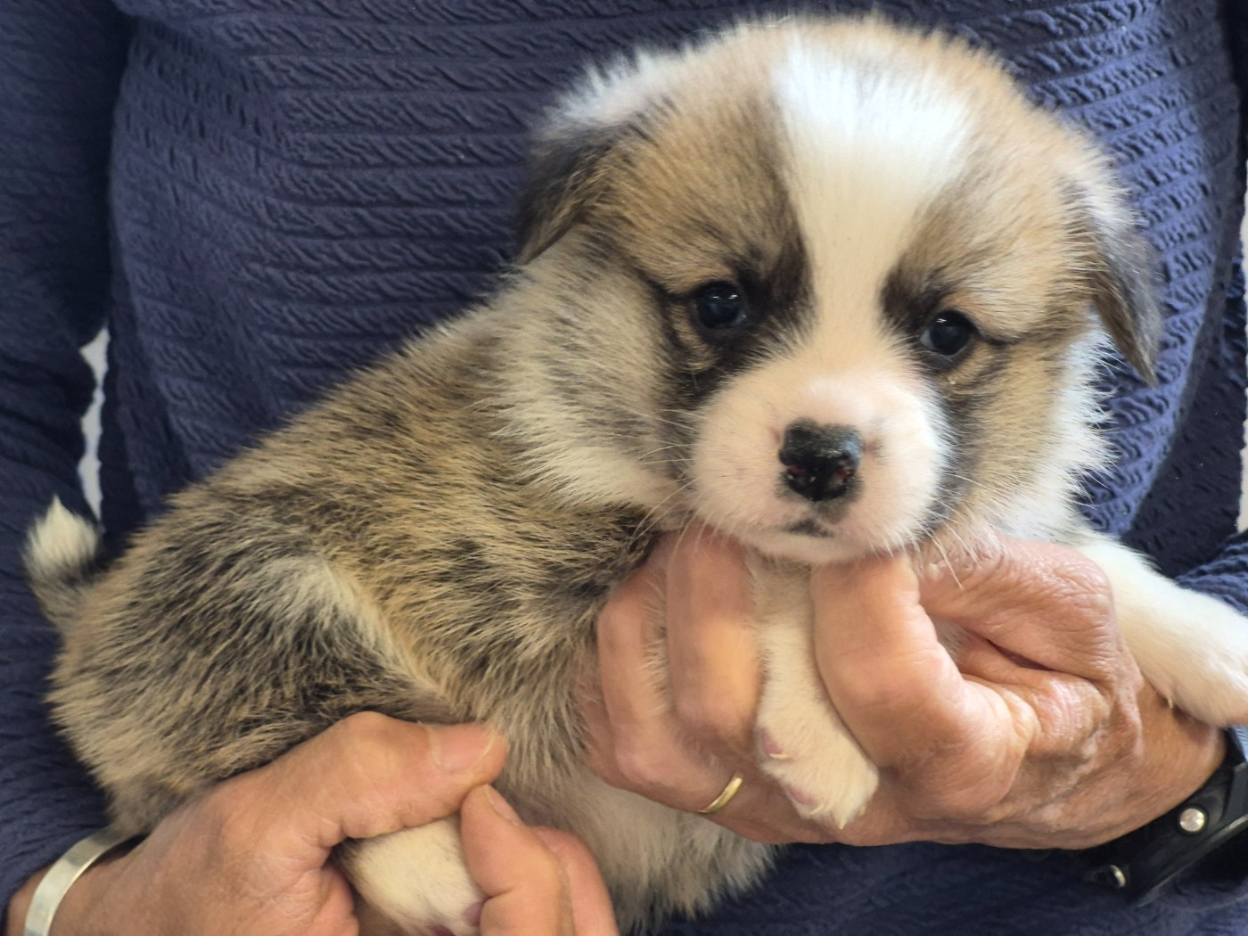 de Paline - Chiots disponibles - Welsh Corgi Pembroke