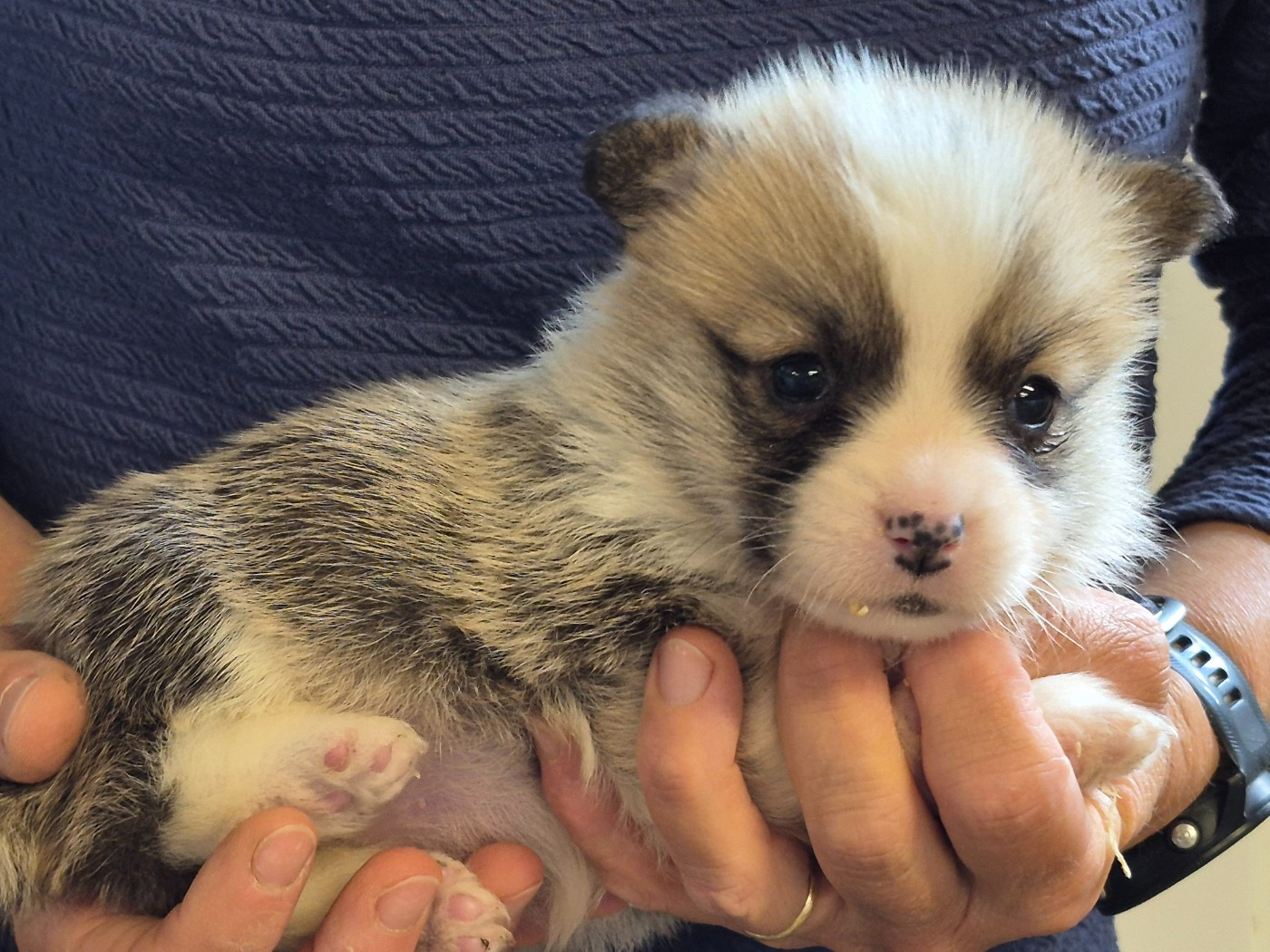 de Paline - Chiots disponibles - Welsh Corgi Pembroke