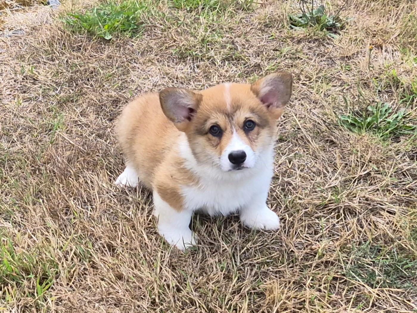 de Paline - Chiots disponibles - Welsh Corgi Pembroke