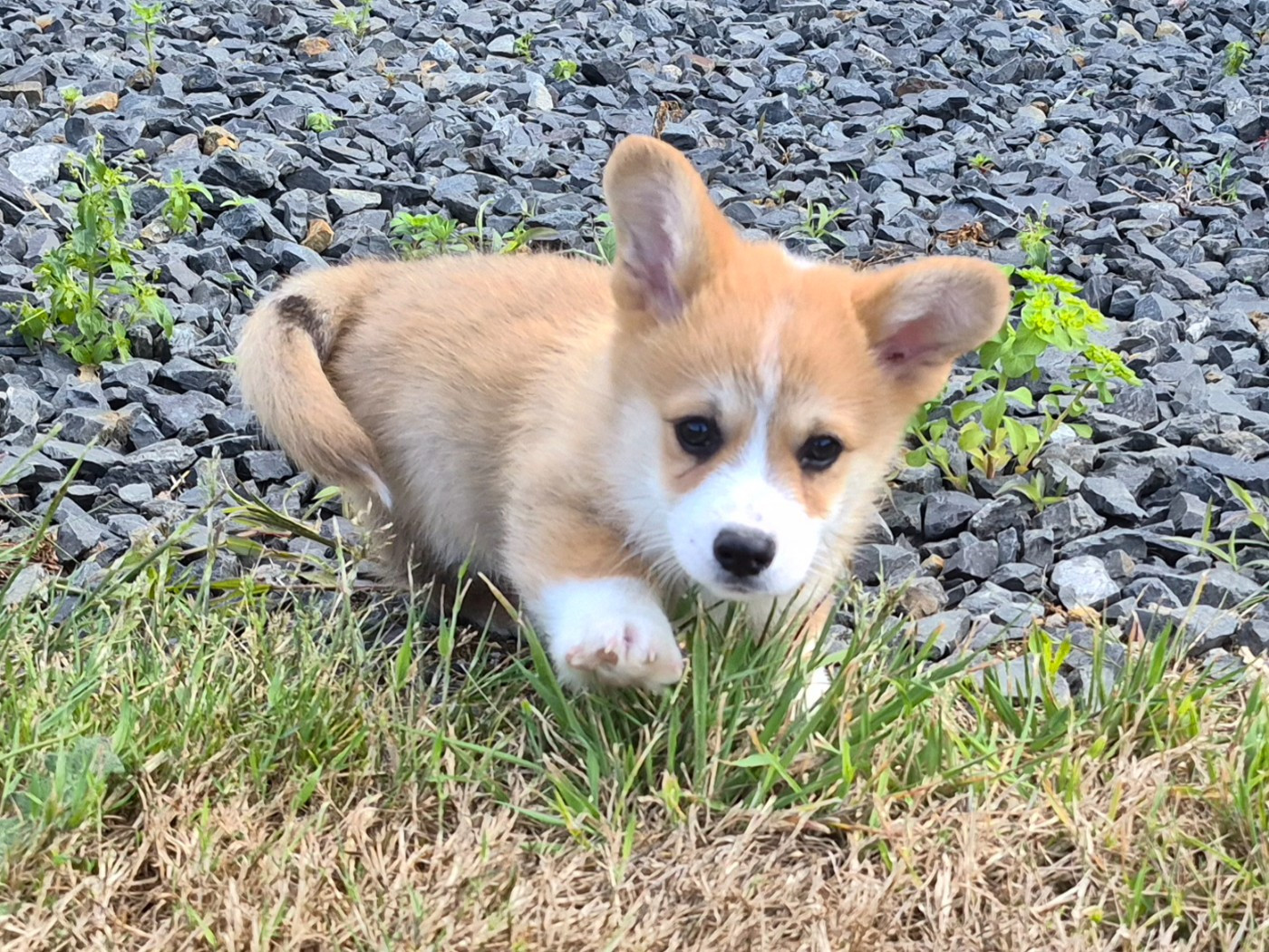 de Paline - Welsh Corgi Pembroke - Portée née le 23/03/2026