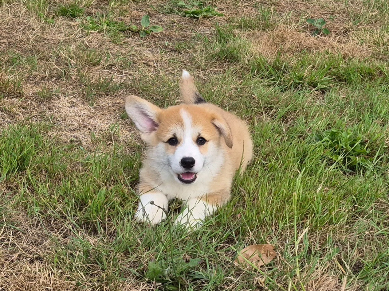 de Paline - Chiots disponibles - Welsh Corgi Pembroke