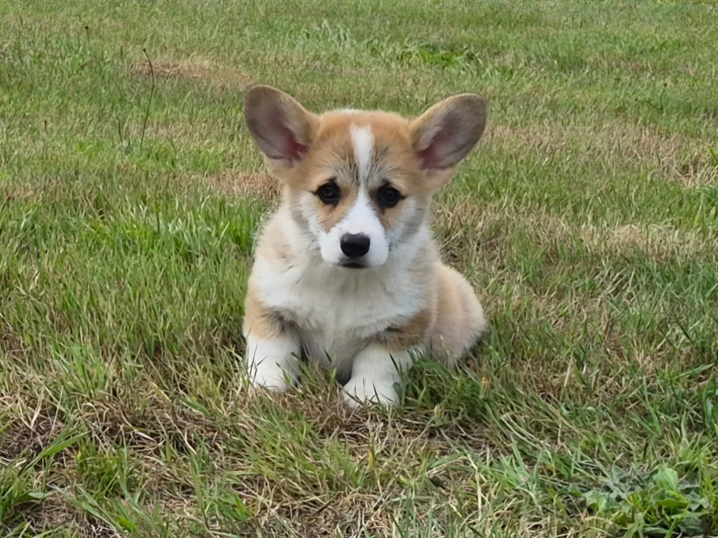 de Paline - Welsh Corgi Pembroke - Portée née le 31/03/2026