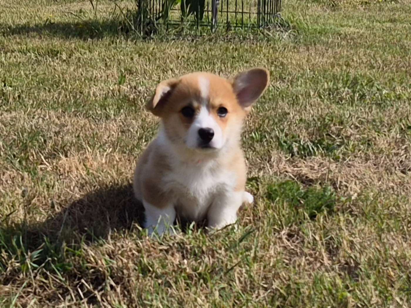 de Paline - Chiots disponibles - Welsh Corgi Pembroke