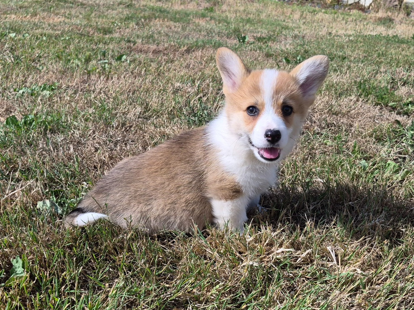de Paline - Chiots disponibles - Welsh Corgi Pembroke
