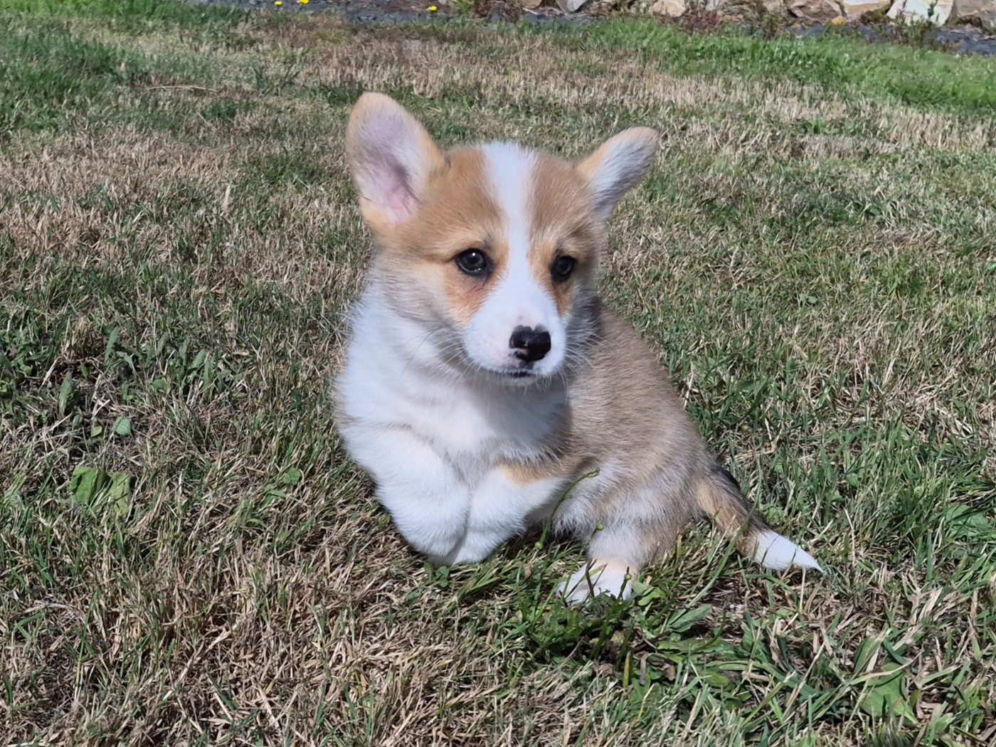 de Paline - Welsh Corgi Pembroke - Portée née le 13/04/2026
