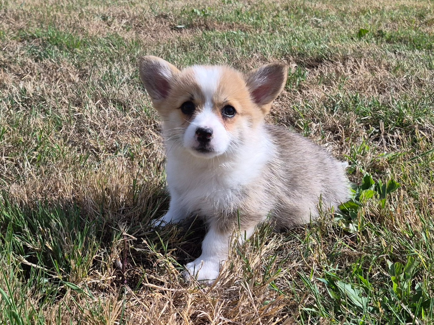 de Paline - Chiots disponibles - Welsh Corgi Pembroke