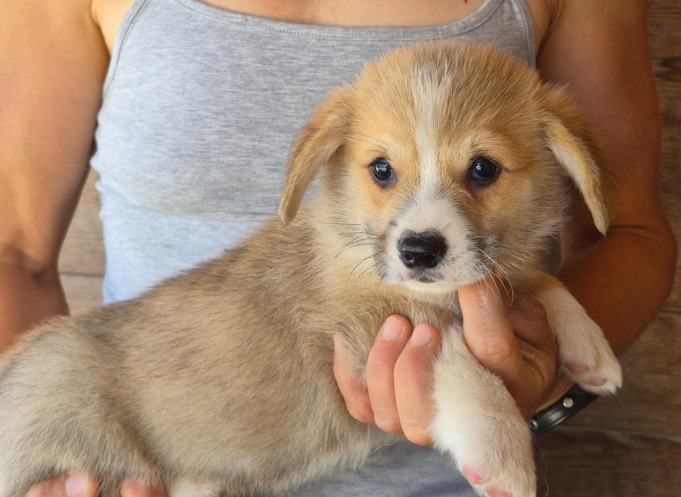 de Paline - Chiots disponibles - Welsh Corgi Pembroke