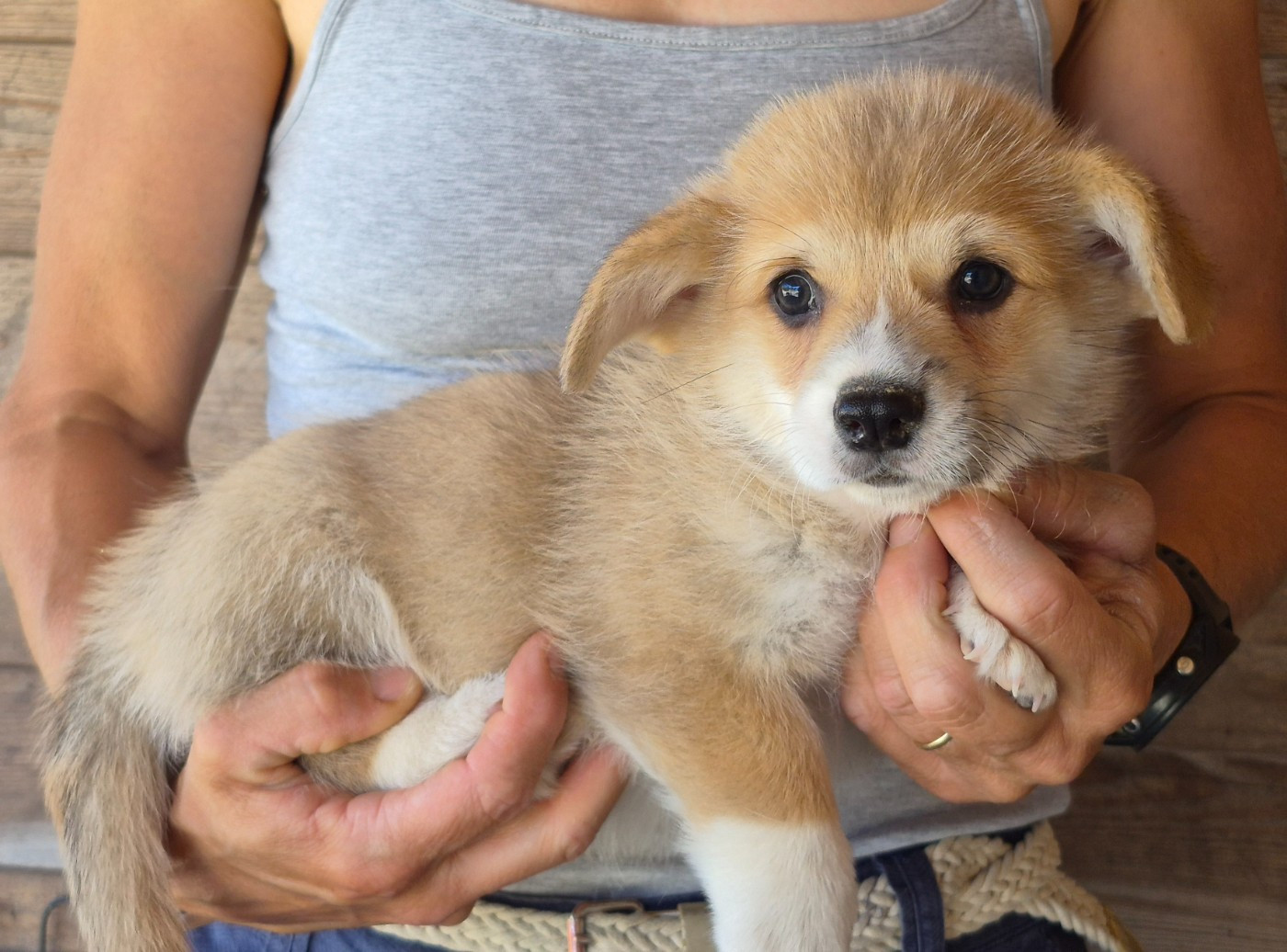 de Paline - Chiots disponibles - Welsh Corgi Pembroke