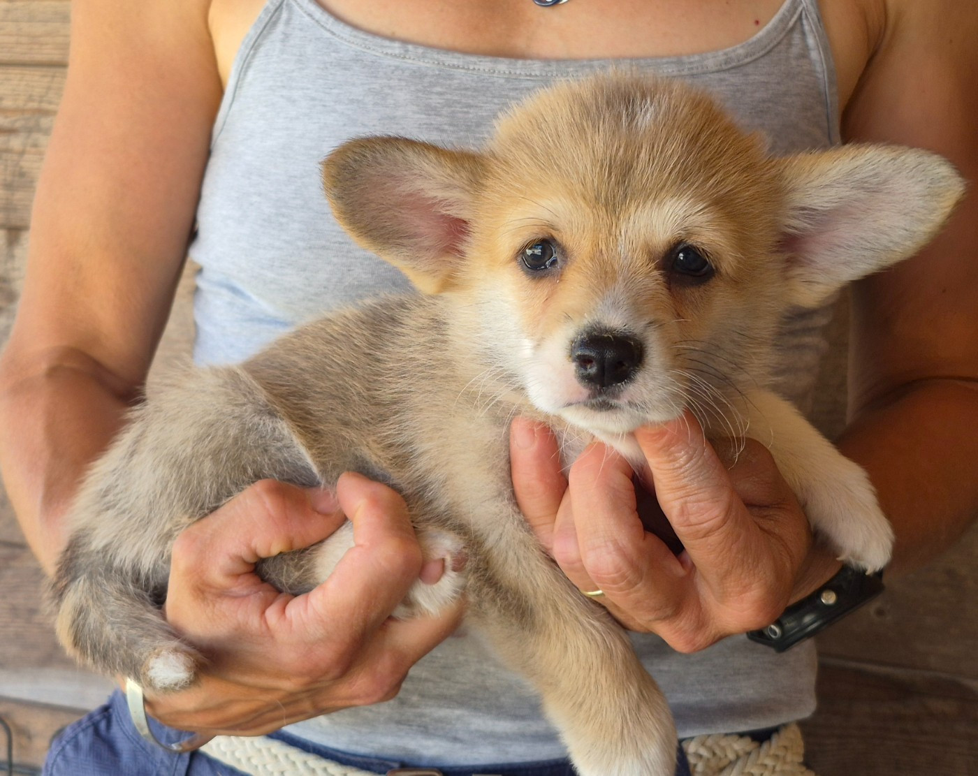 de Paline - Chiots disponibles - Welsh Corgi Pembroke