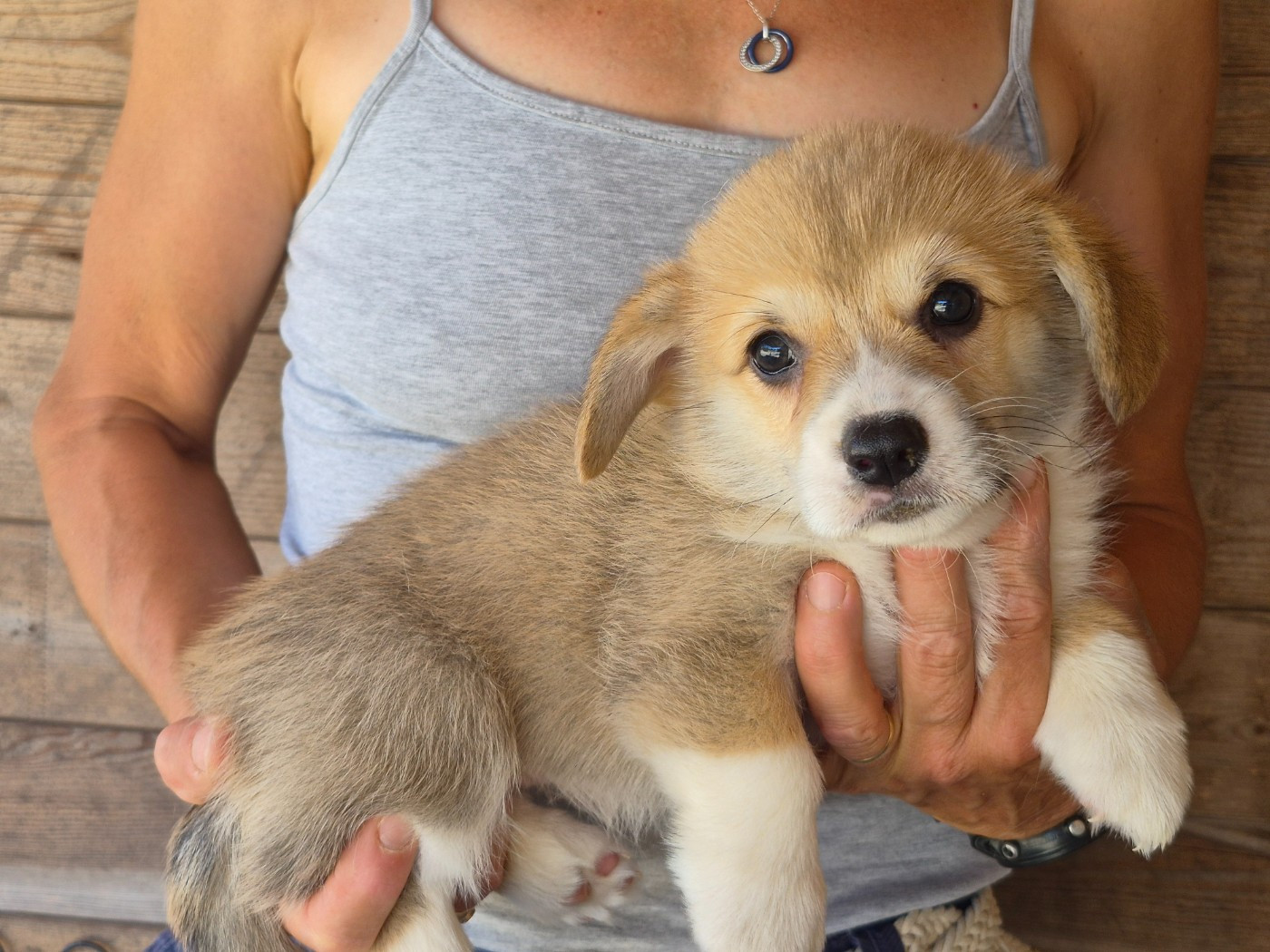 de Paline - Chiots disponibles - Welsh Corgi Pembroke