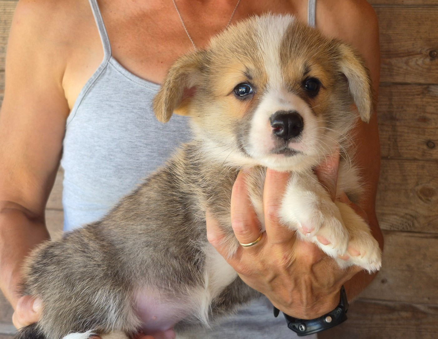 Chiot Welsh Corgi Pembroke de Paline