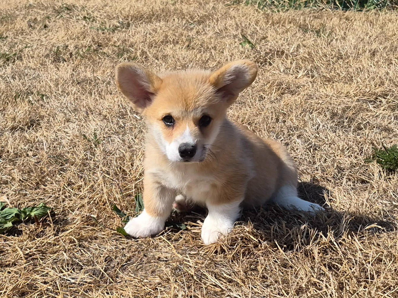 de Paline - Chiots disponibles - Welsh Corgi Pembroke