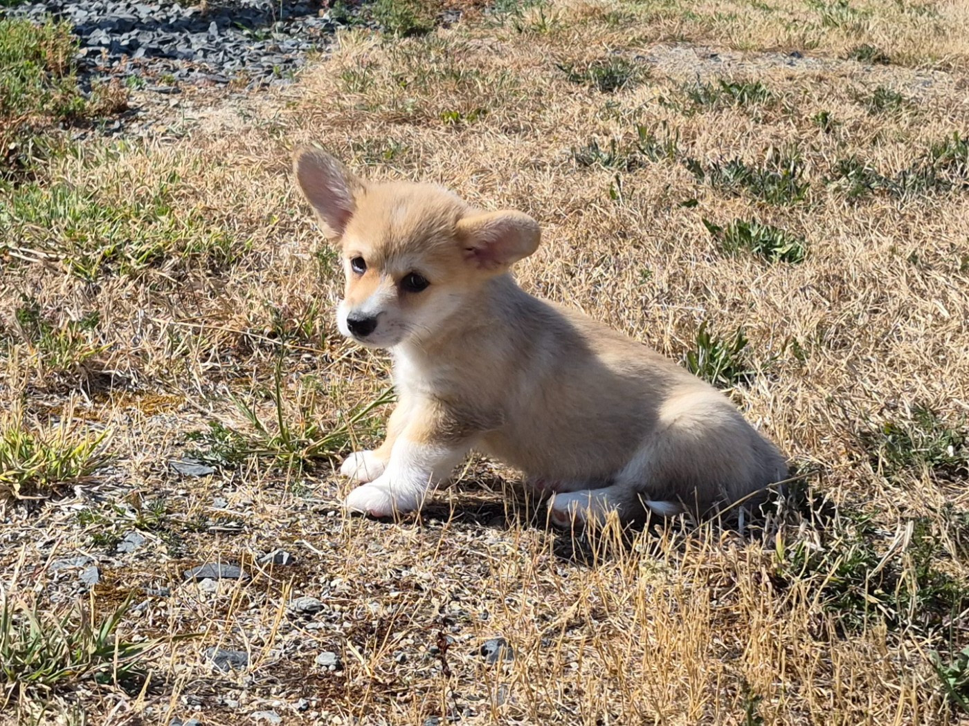 de Paline - Chiots disponibles - Welsh Corgi Pembroke