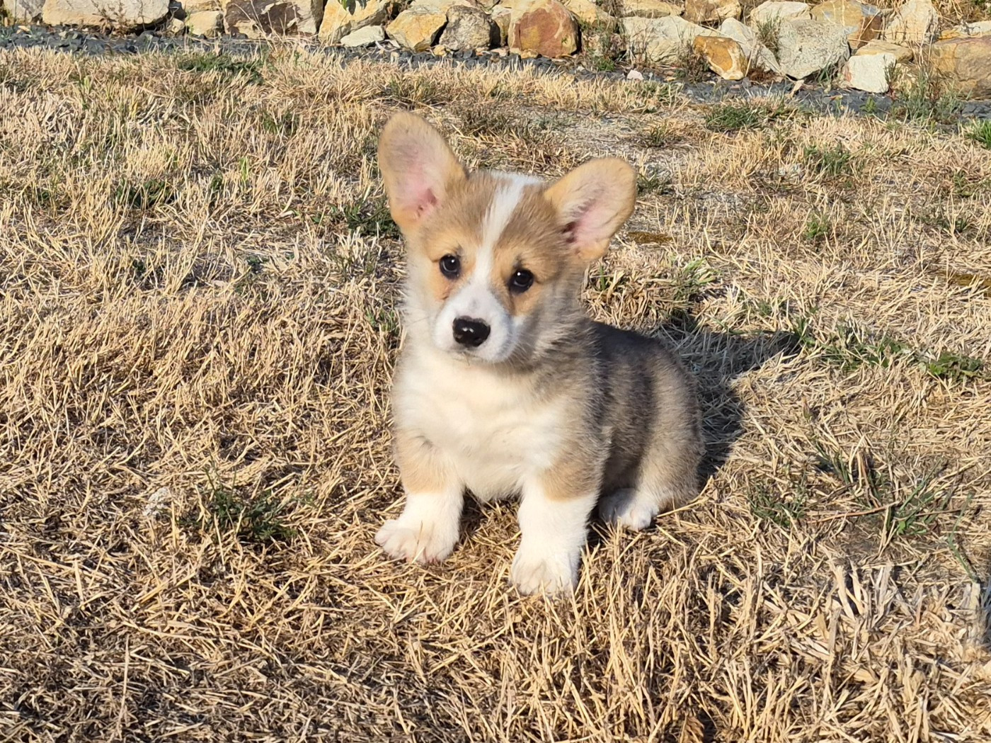 de Paline - Welsh Corgi Pembroke - Portée née le 22/05/2026