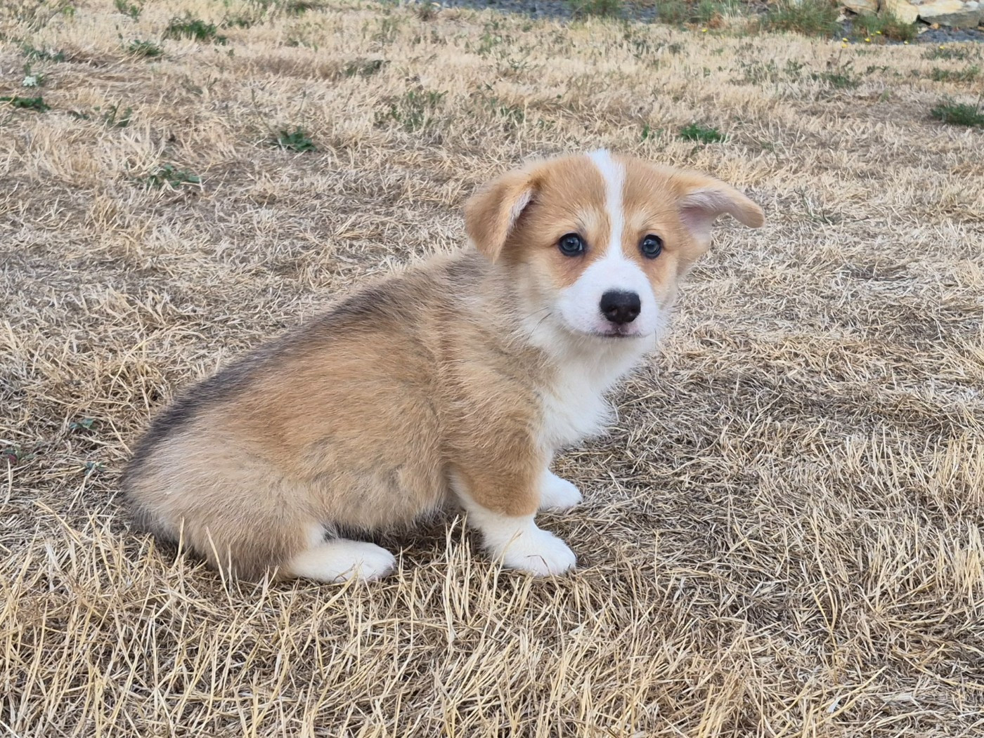 de Paline - Chiots disponibles - Welsh Corgi Pembroke