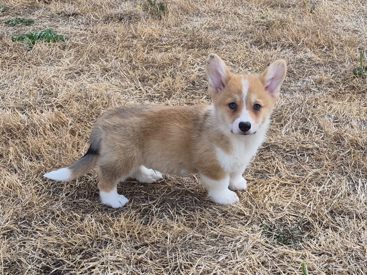 de Paline - Chiots disponibles - Welsh Corgi Pembroke