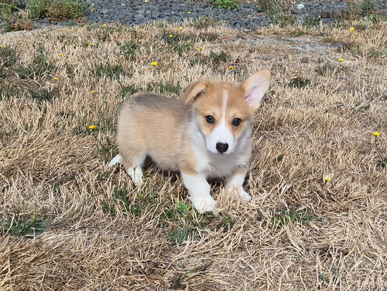 de Paline - Chiots disponibles - Welsh Corgi Pembroke
