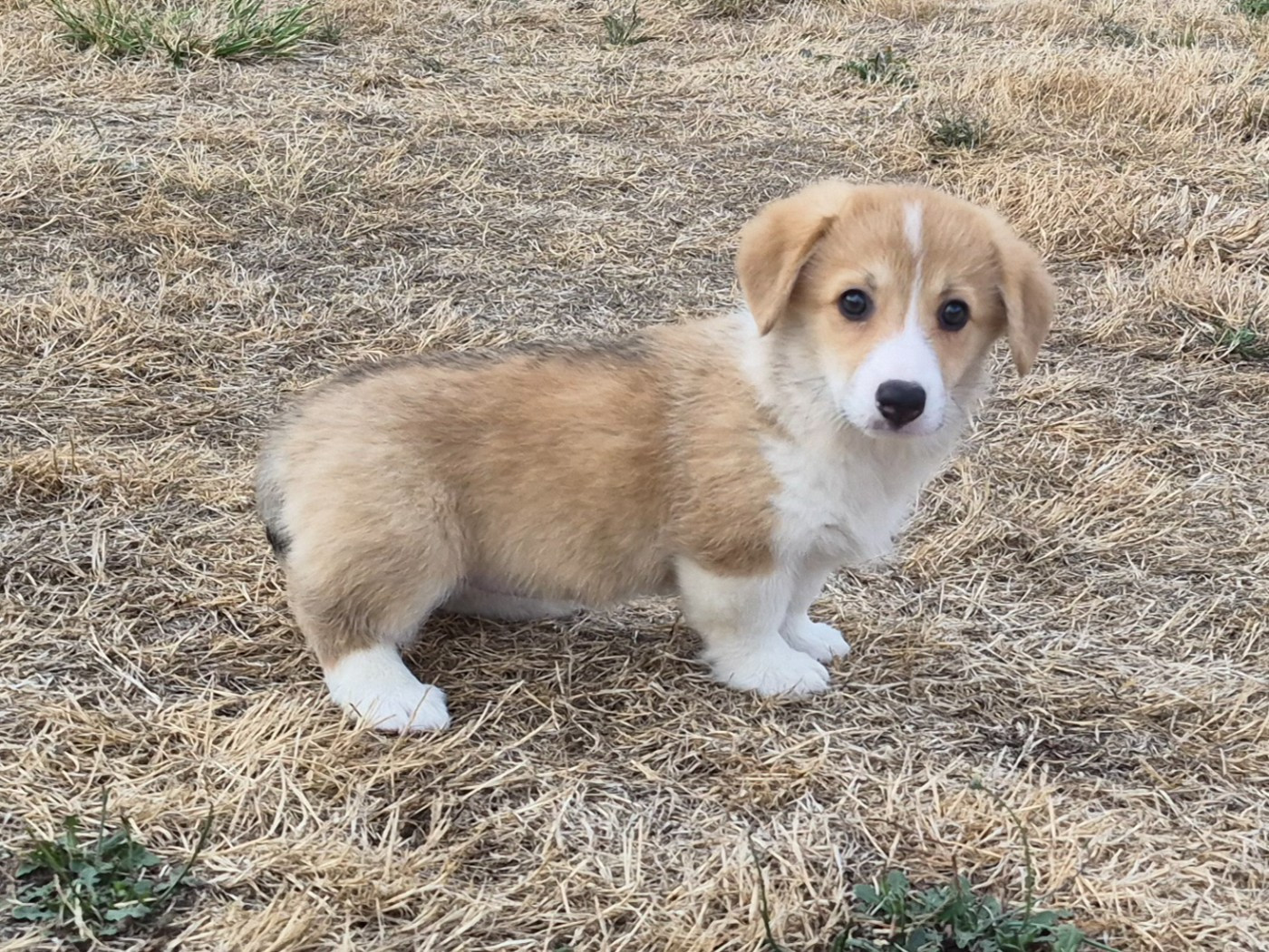 de Paline - Chiots disponibles - Welsh Corgi Pembroke