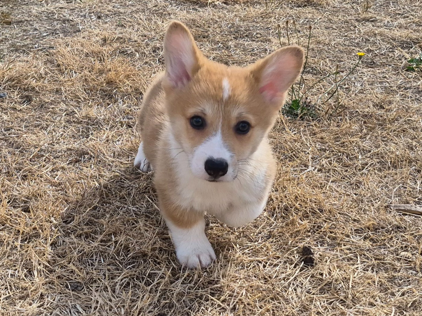 de Paline - Welsh Corgi Pembroke - Portée née le 25/05/2026