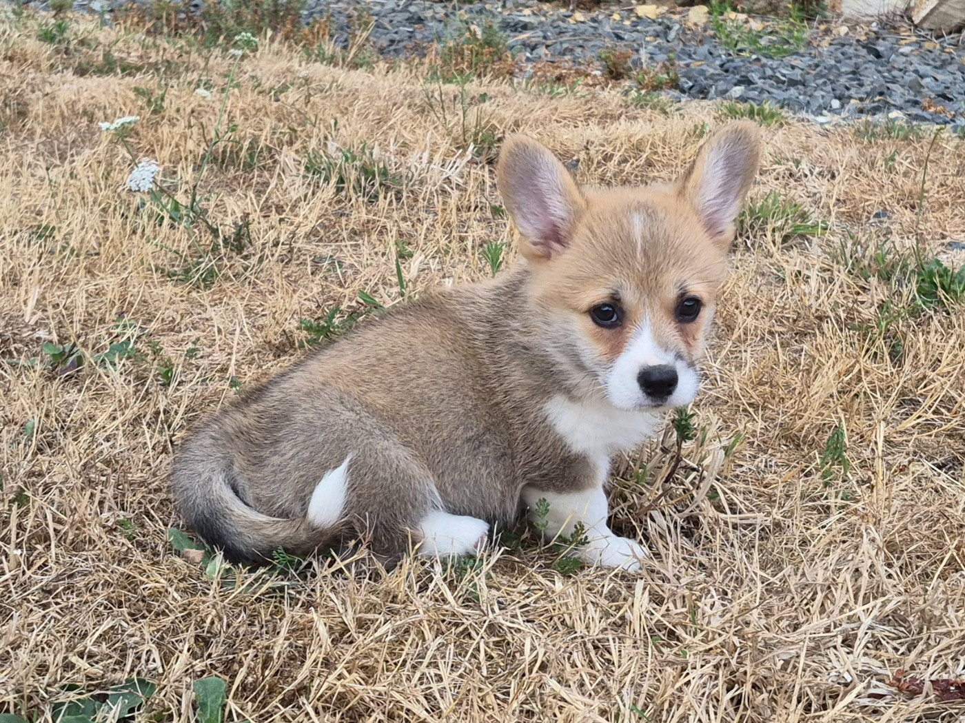 de Paline - Chiots disponibles - Welsh Corgi Pembroke