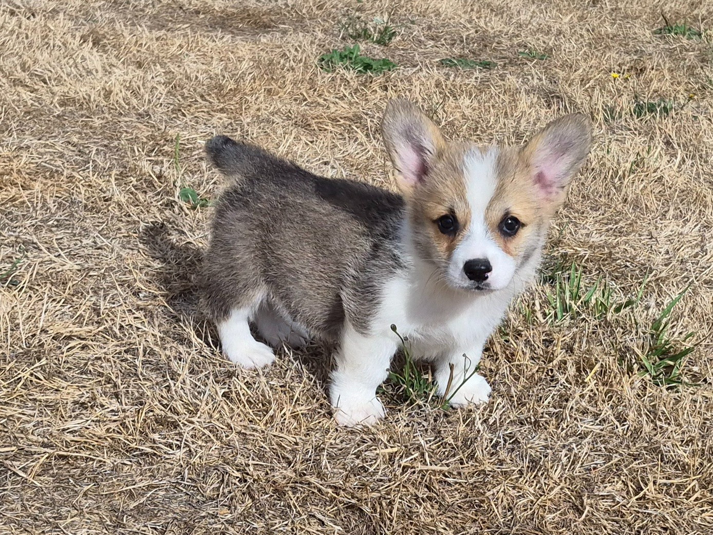 de Paline - Chiots disponibles - Welsh Corgi Pembroke