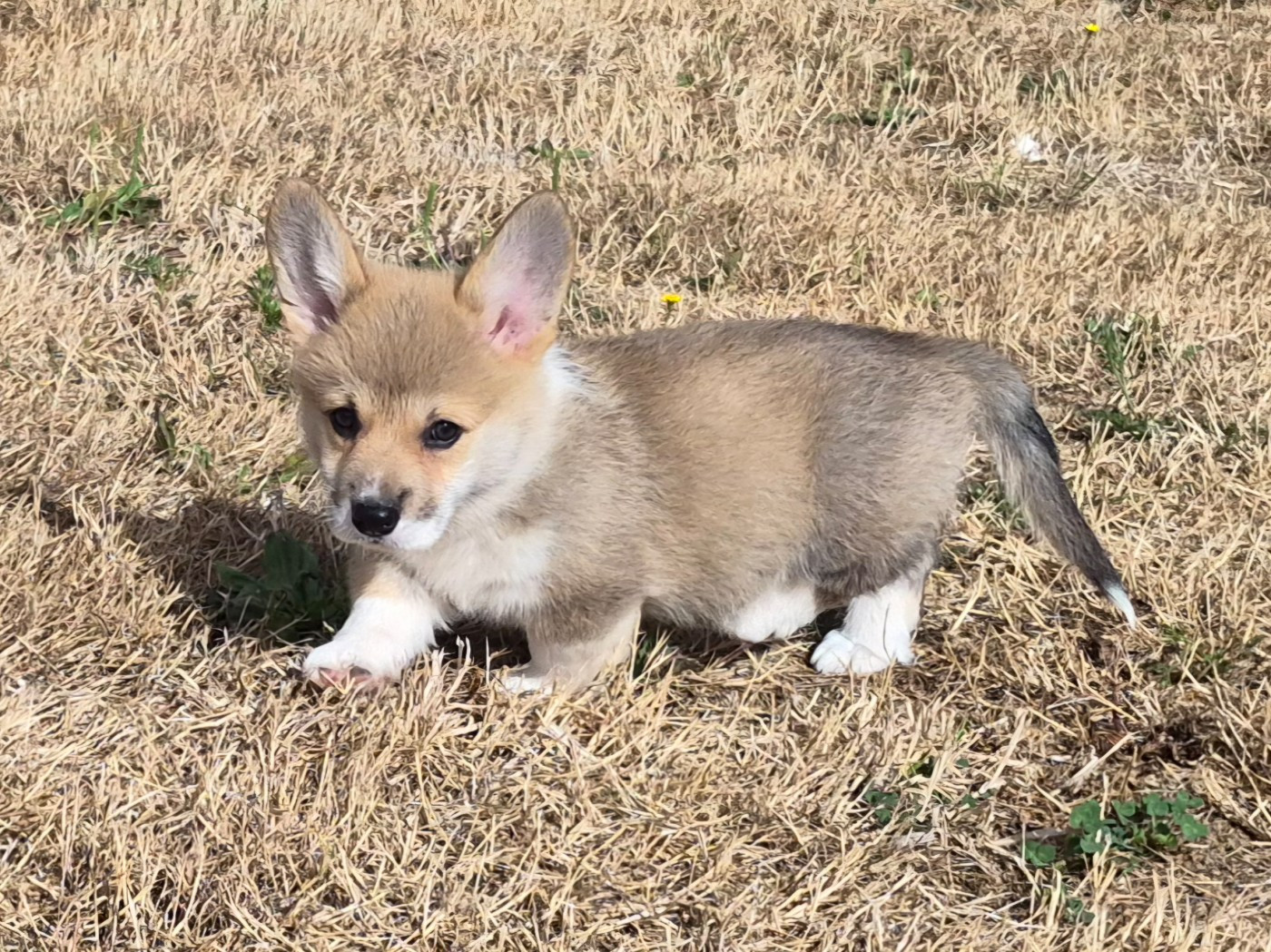 de Paline - Chiots disponibles - Welsh Corgi Pembroke
