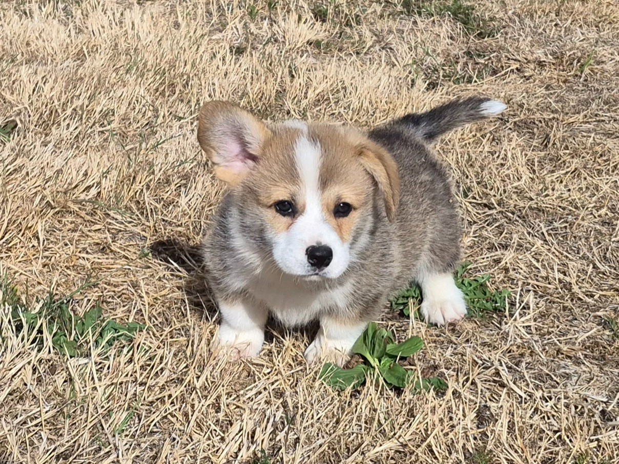 de Paline - Chiots disponibles - Welsh Corgi Pembroke